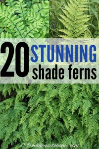 20 stunning shade ferns