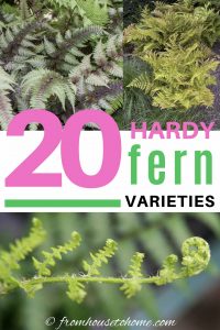 20 winter hardy fern varieties