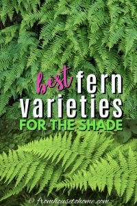 best fern varieties for the shade