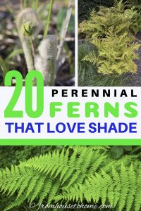 20 perennial ferns that love shade