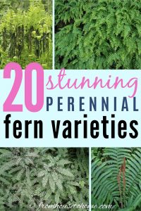 20 stunning perennial fern varieties