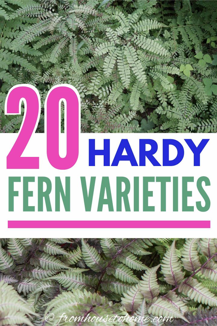 20 hardy fern varieties