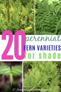 20 perennial fern varieties for shade
