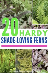 20 winter hardy shade-loving ferns