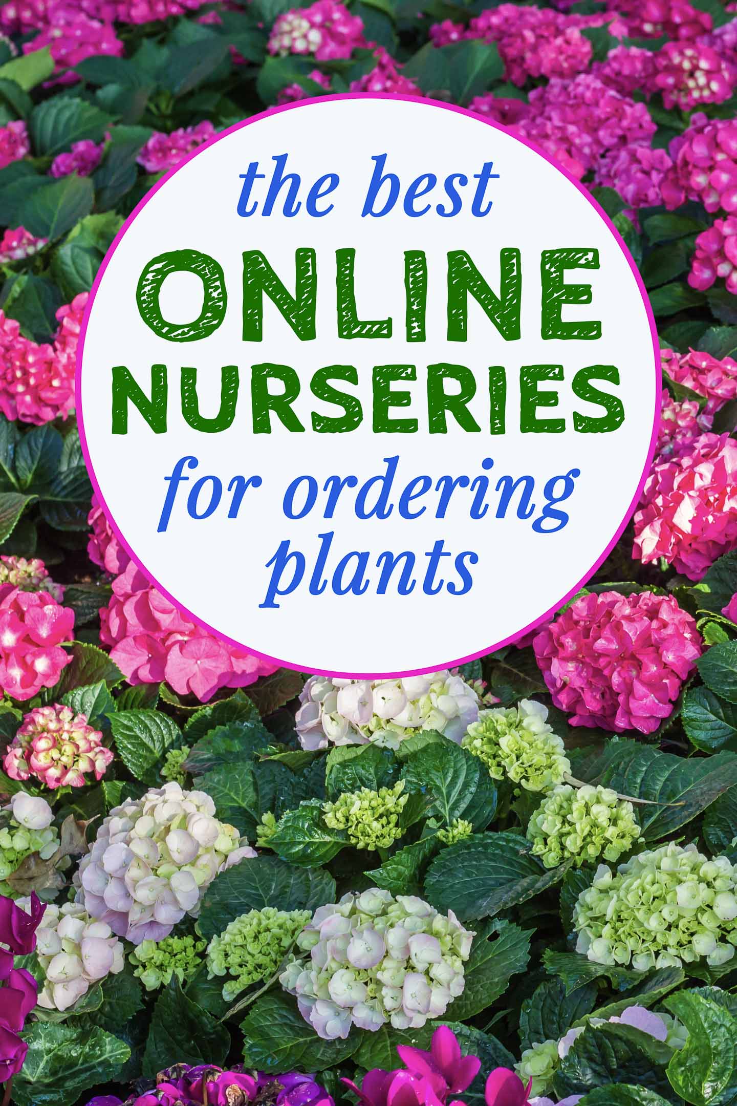 the best online nurseries for ordering plants