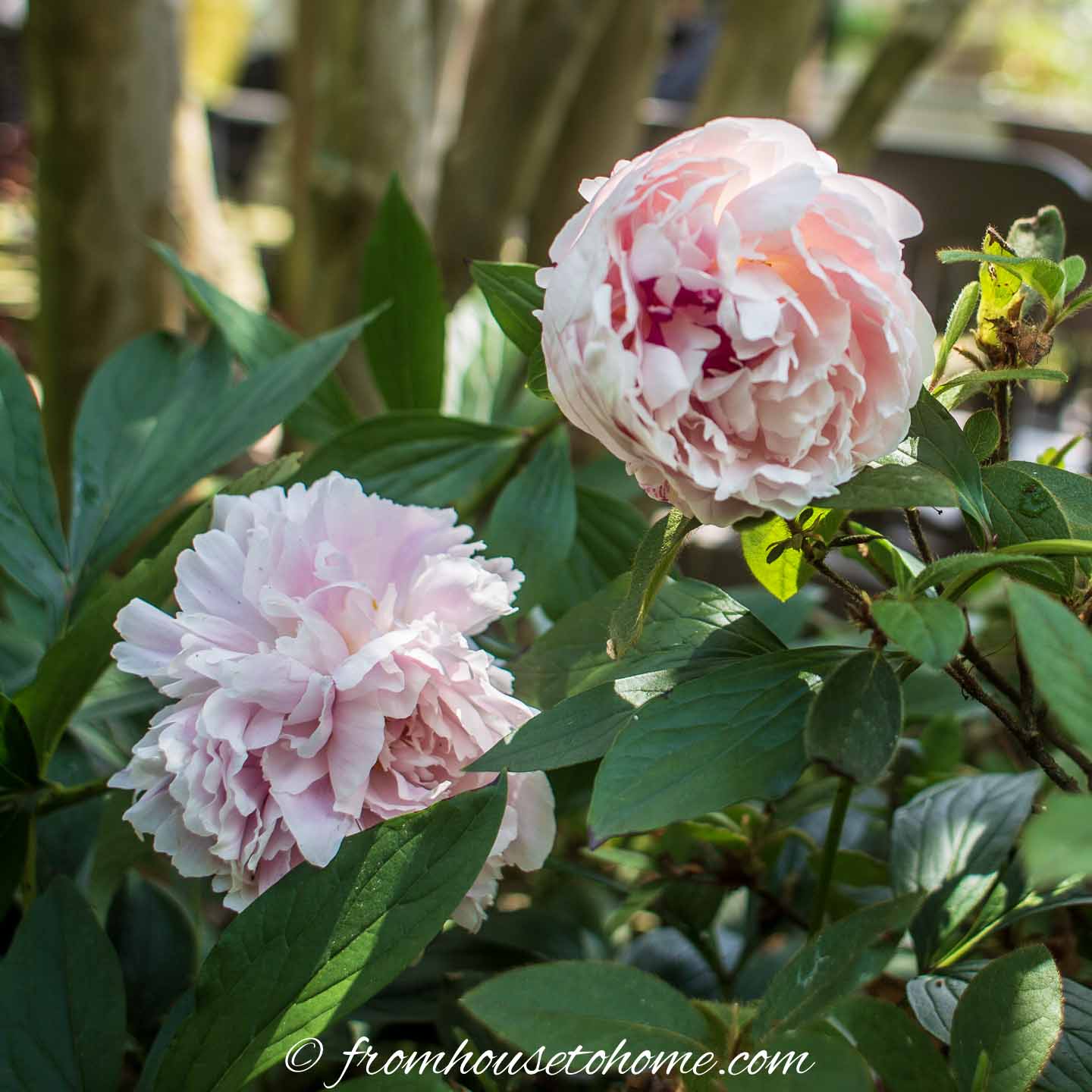 Peonies from Peony's Envy blooming in the garden