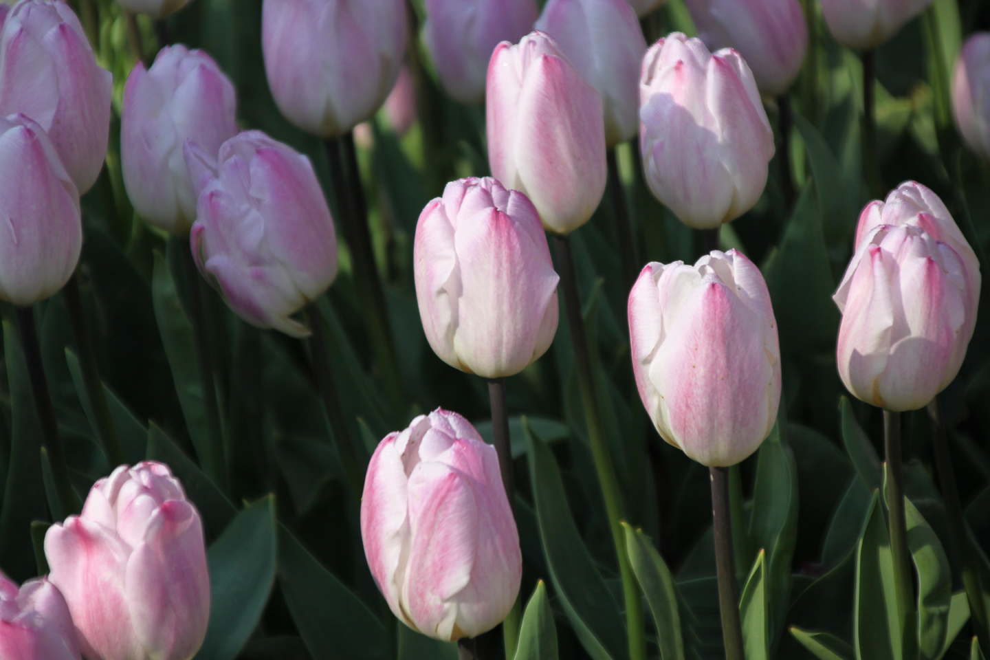 Pink and white tulips growing in the garden