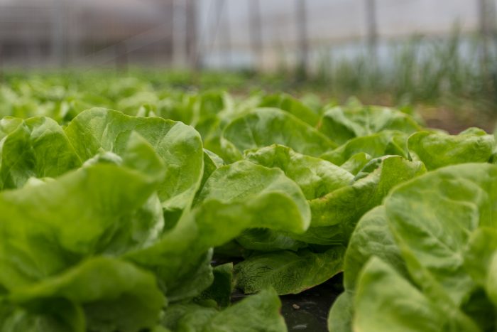 The Best Online Nurseries For 2026 (Where To Buy Perennials, Trees And ...