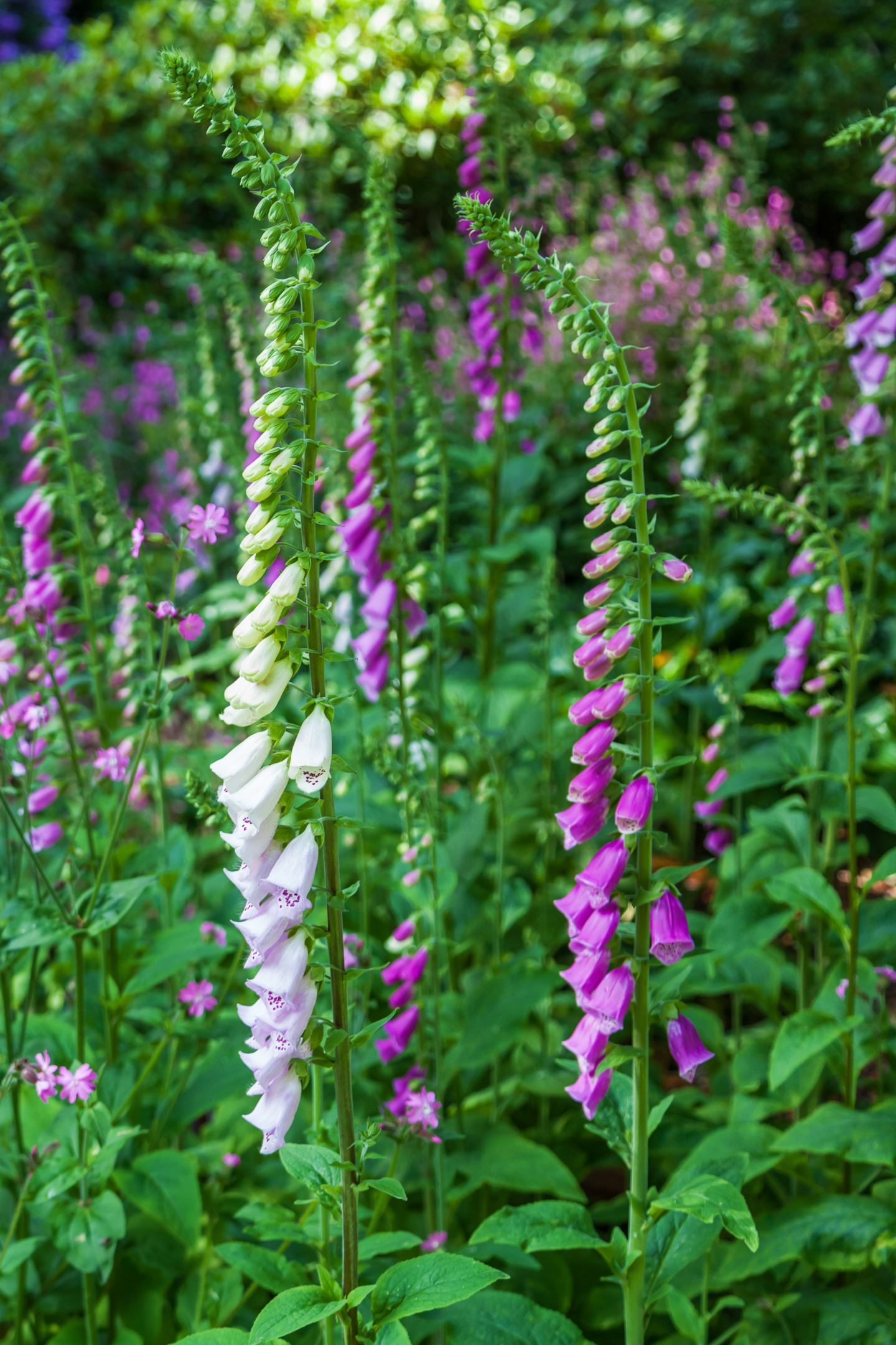 Digitalis purpurea