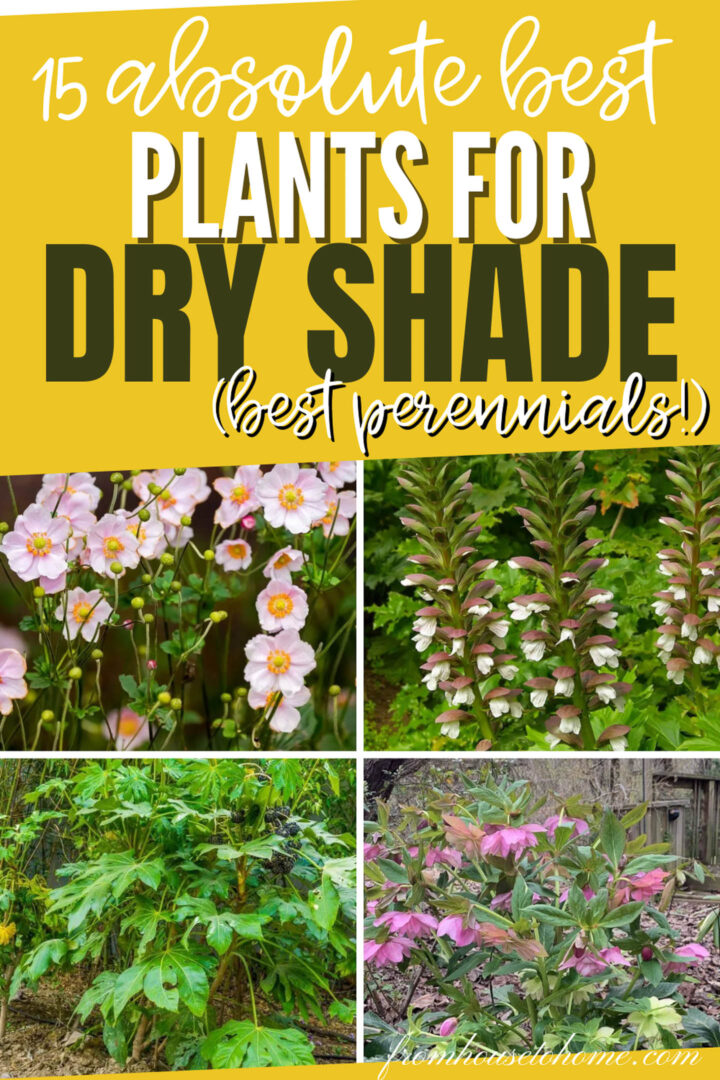 20 Of The Best Plants For Shade