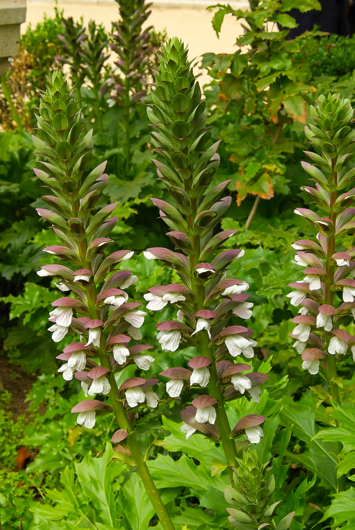 Acanthus mollis