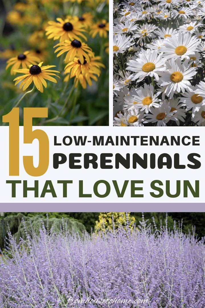15 low maintenance perennials that love sun