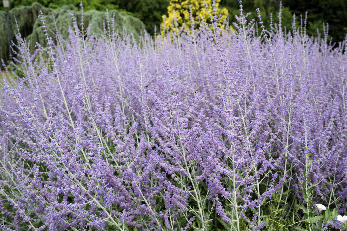 Russian sage with purple flowers