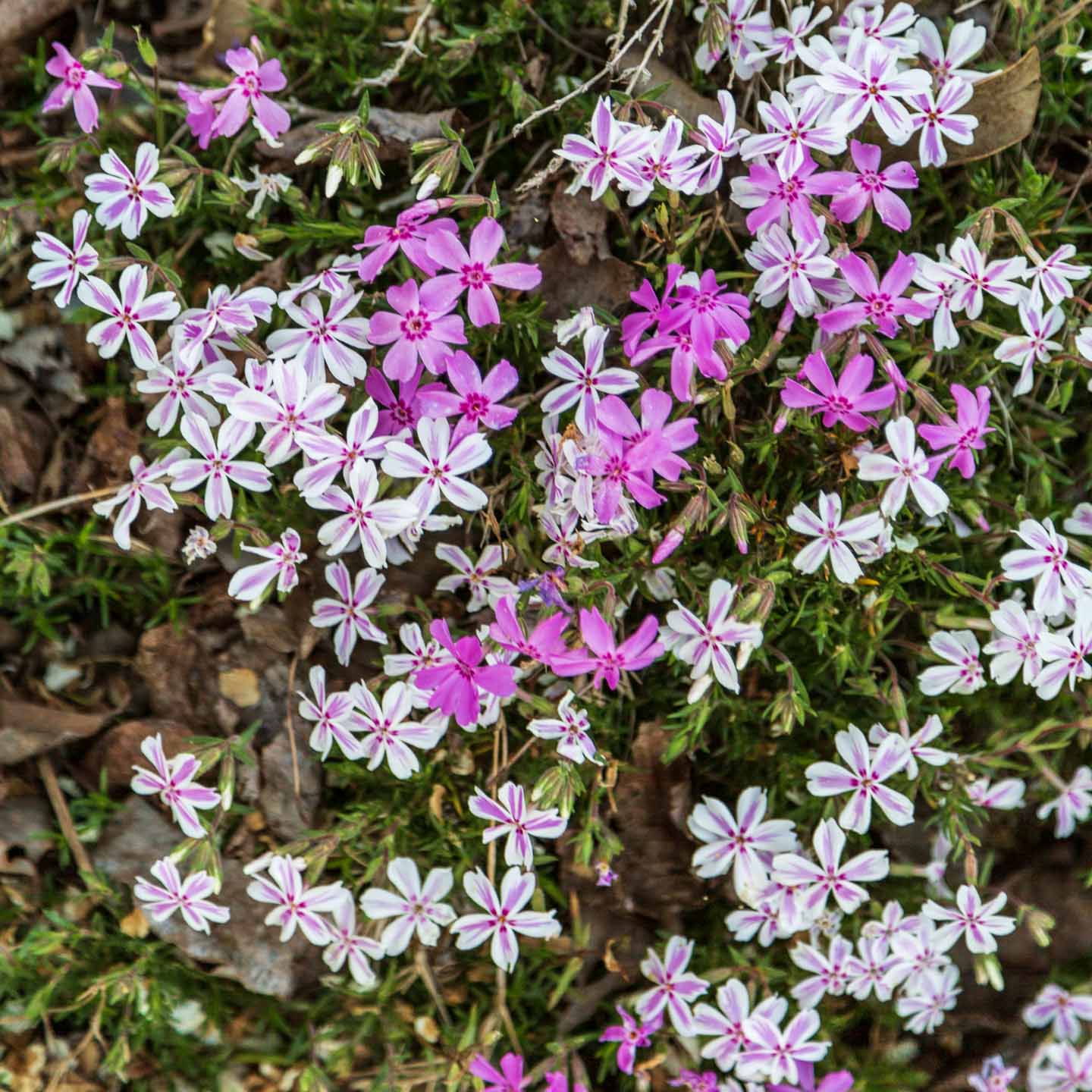 Phlox subulata 'Candy Stripe' with pink and white flowers