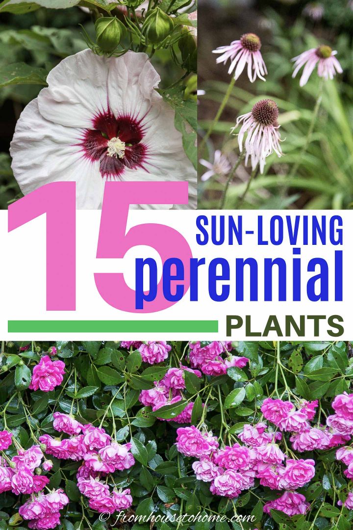 15 sun-loving perennial plants