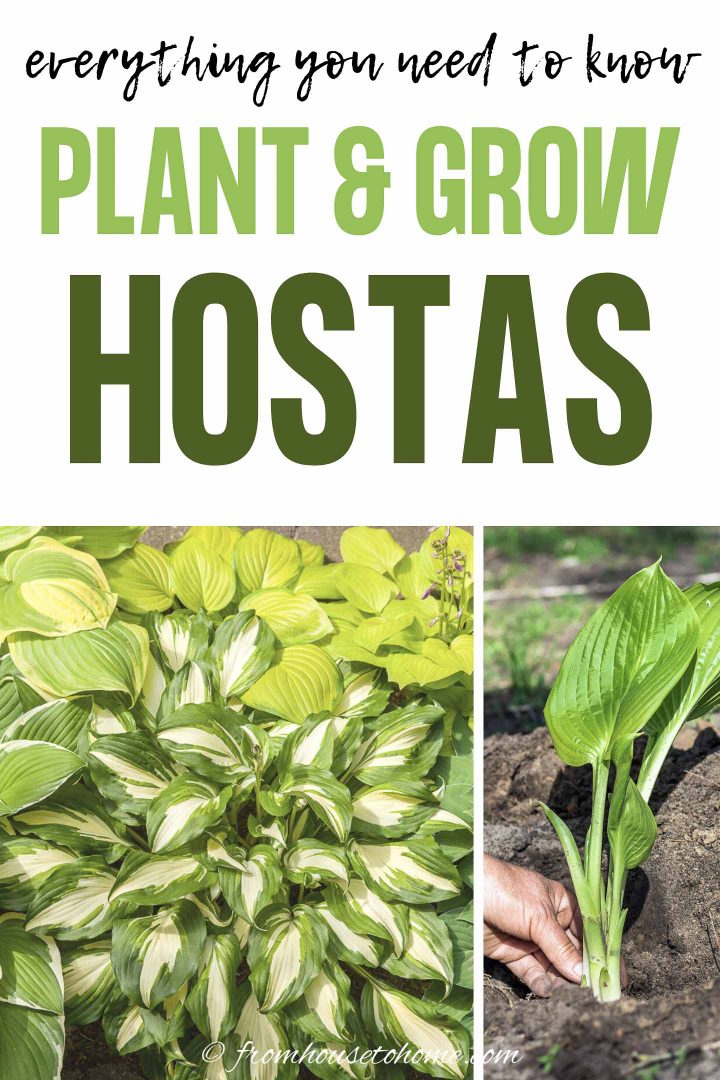 Hosta care: everything you need to know to plant and grow Hostas