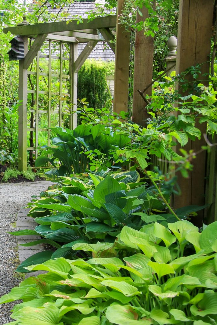 Hostas growing along a shady path in front of an arbor