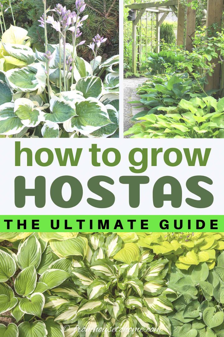 Hosta Care: how to grow Hostas (the ultimate guide)