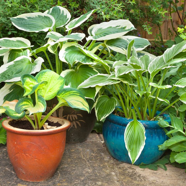 Hostas growing in pots ©doethion - stock.adobe.com