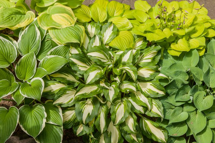 A group of different Hostas growing together