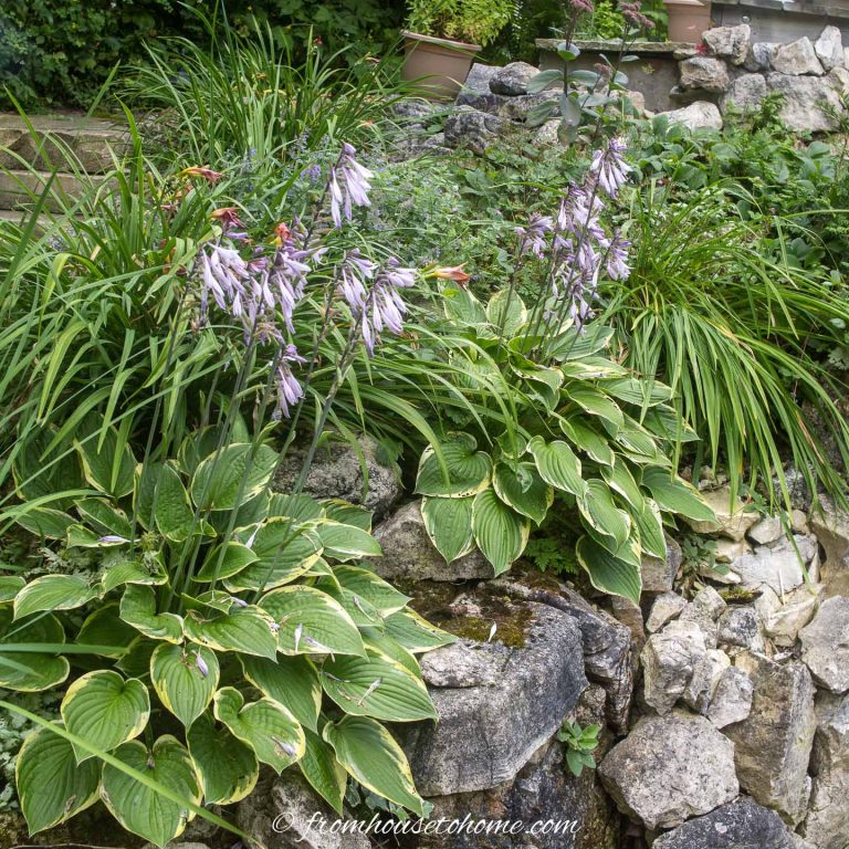 Hosta Companion Plants (What To Plant With Hostas)