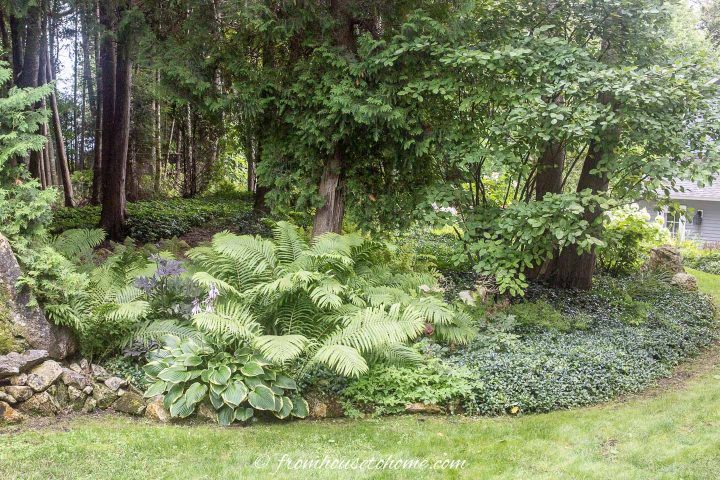 Hostas planted with ferns