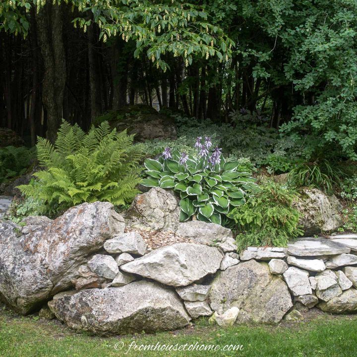 Hostas and ferns planted on top of a stone wall
