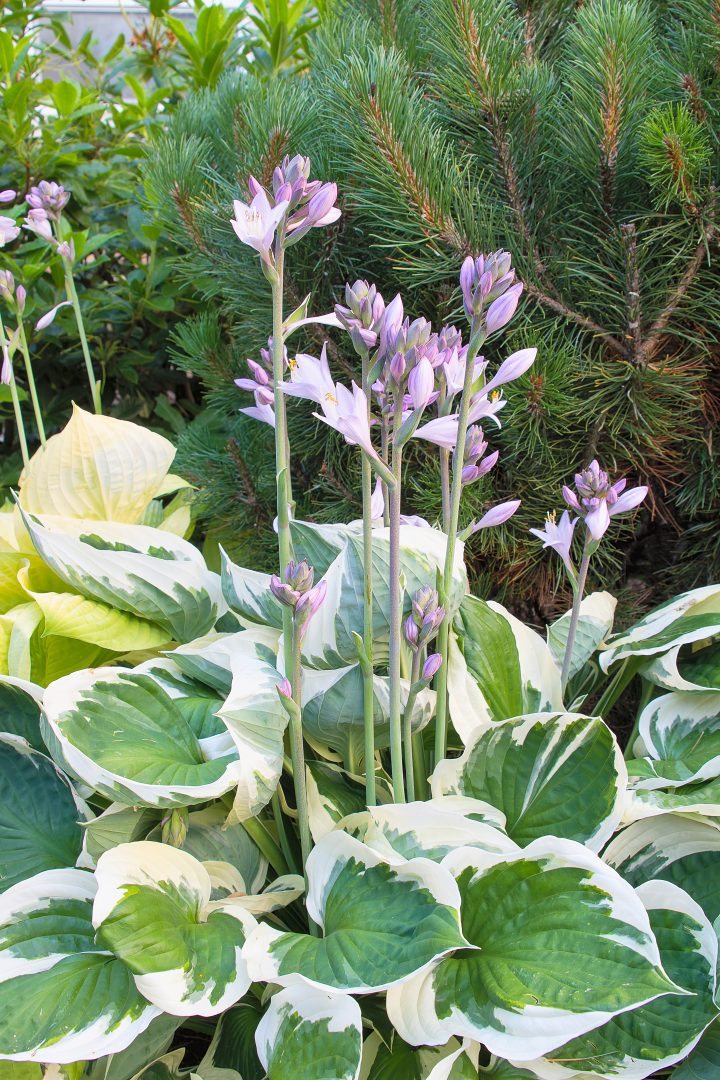Variegated Hosta with purple flowers in front of evergreens
