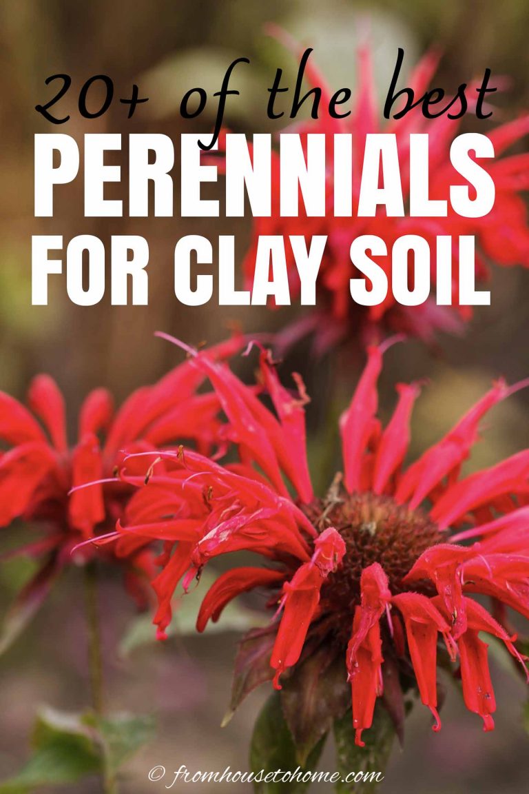 Best Plants For Clay Soil (20+ Perennials You’ll Want In Your Garden)