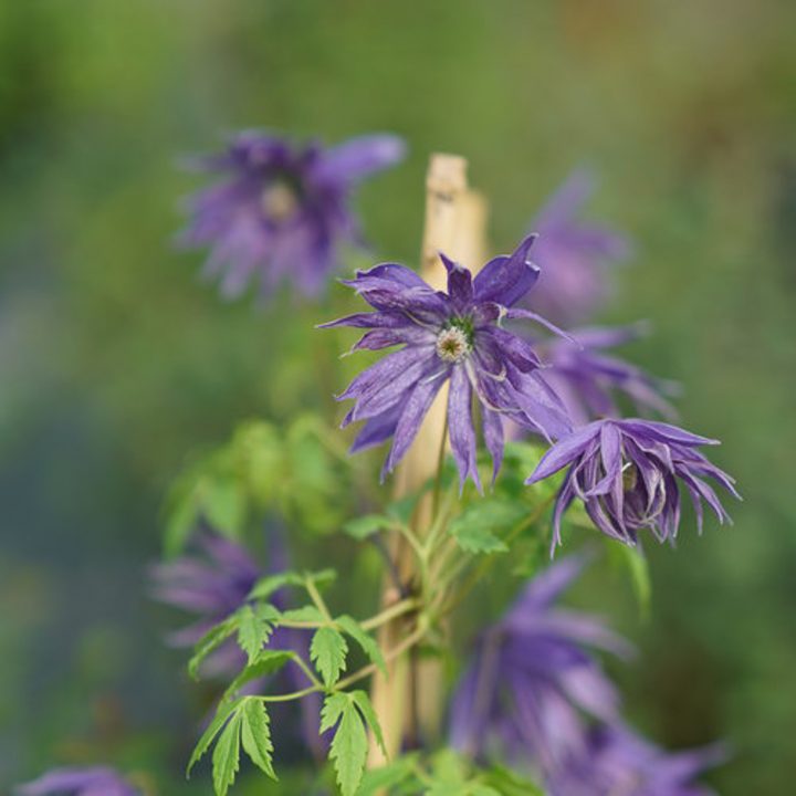 Sparky® Blue Clematis
