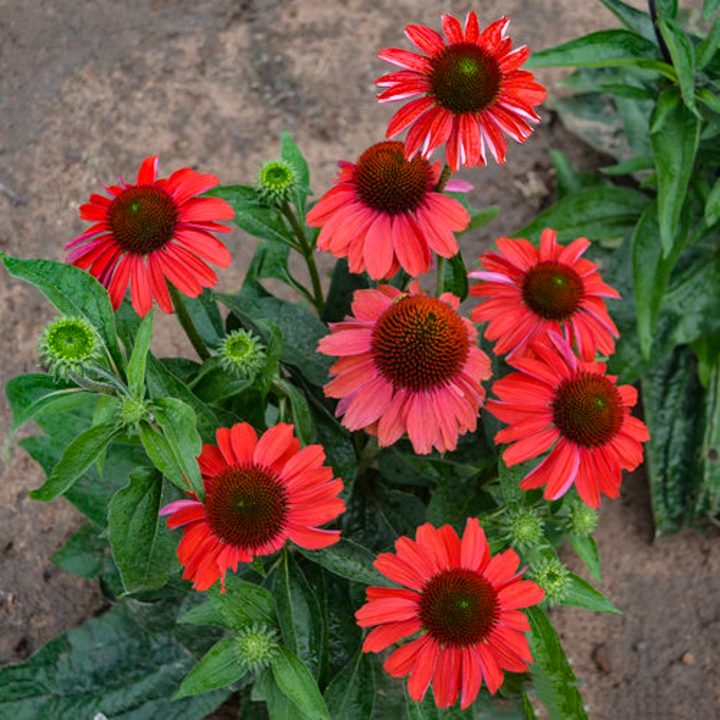 Color Coded™ 'Frankly Scarlet' Coneflower
