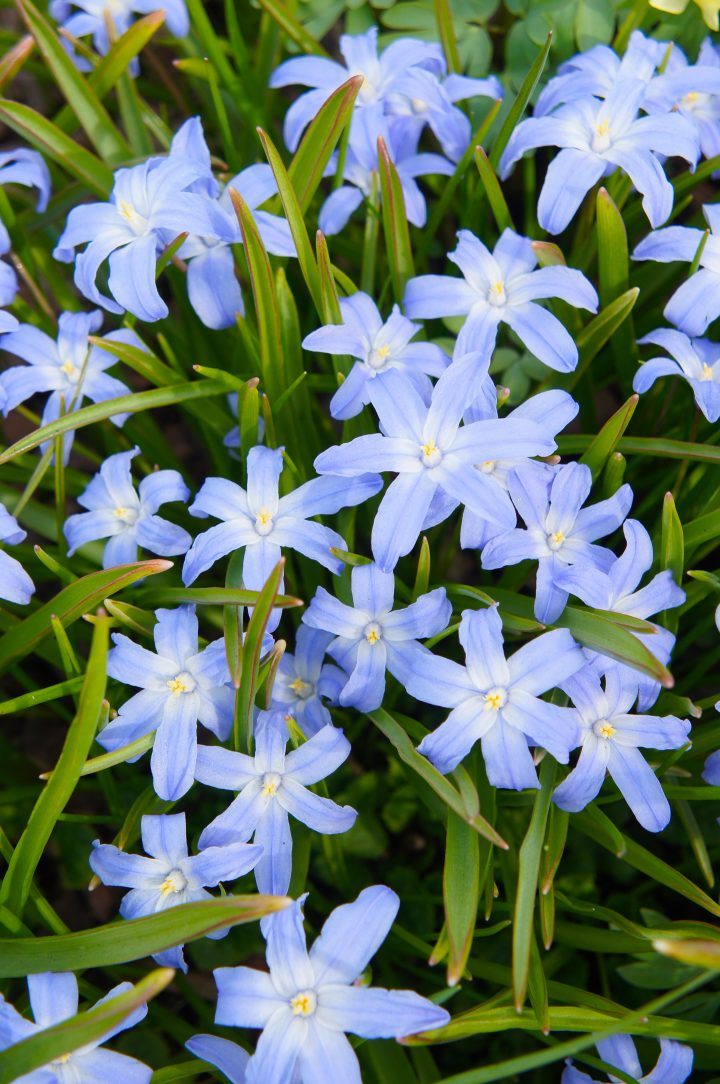 Glory of the Snow with blue flowers  (Chinodoxa) 