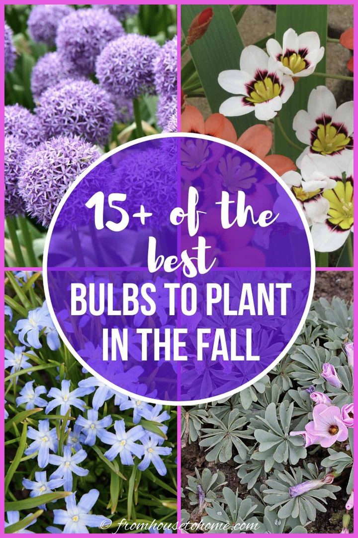 Best bulbs to plant in the fall