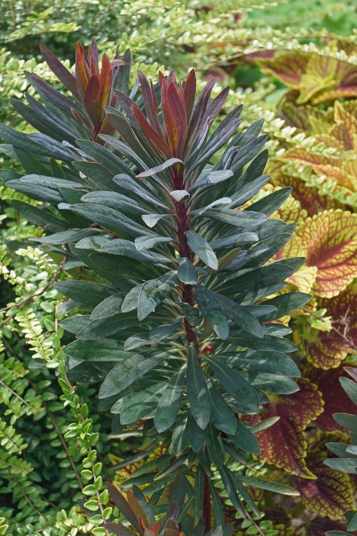 Blackbird spurge foliage (Euphorbia 'Blackbird') 