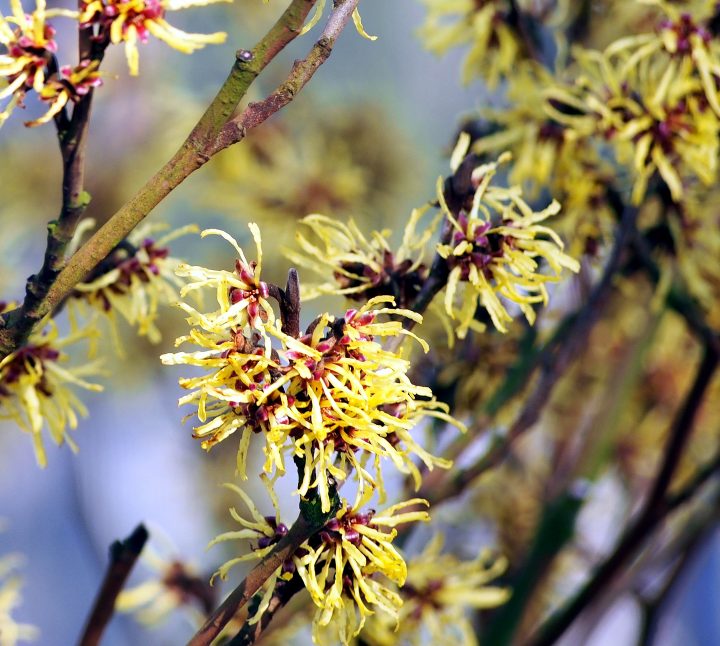 Witch hazel blooming