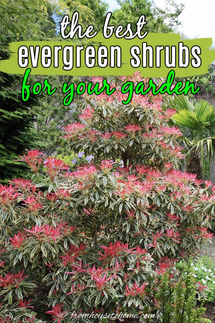 best evergreen shrubs for your garden