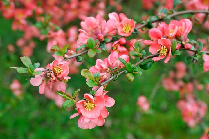 Japanese Quince (Chaenomeles japonica)