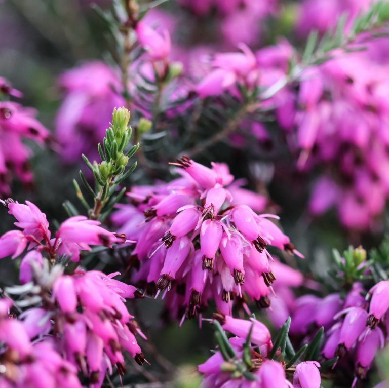 Winter Flowering Plants: The Best Perennials And Shrubs For Your Winter Garden