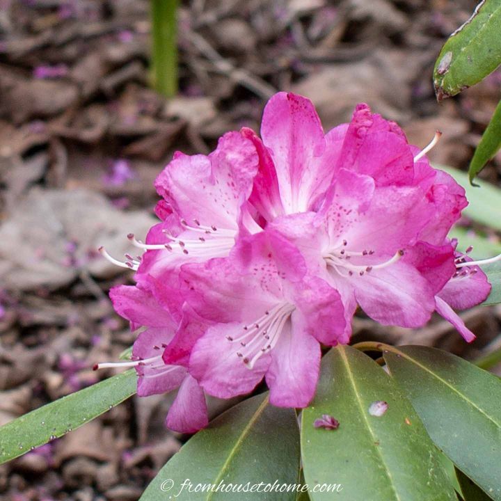 Bright pink Rhododendron flower with evergreen leaves