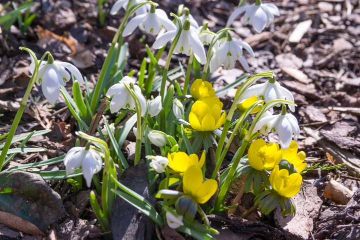 Winter Aconite blooming with Galanthus