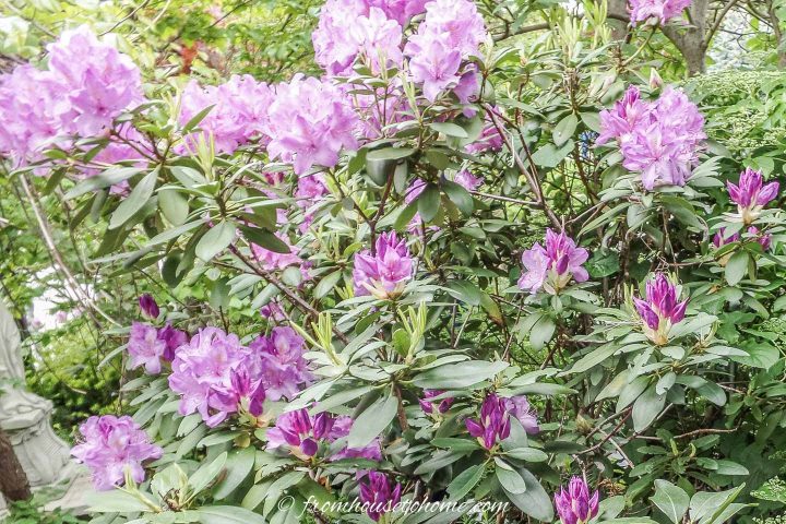 Acidic soil plants: Rhododendrons