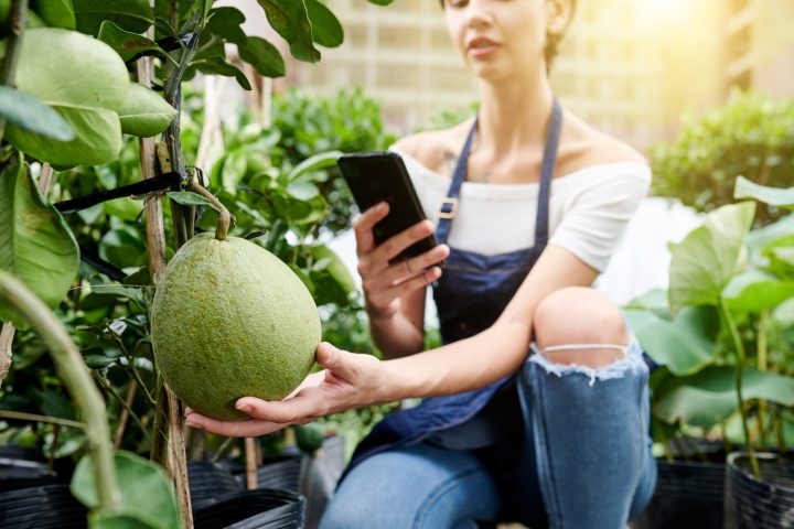 Woman using gardening apps on her phone to help her fruit garden thrive.