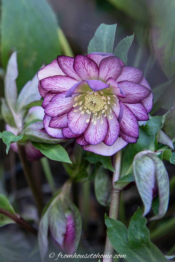 Purple Hellebore with picotee coloring