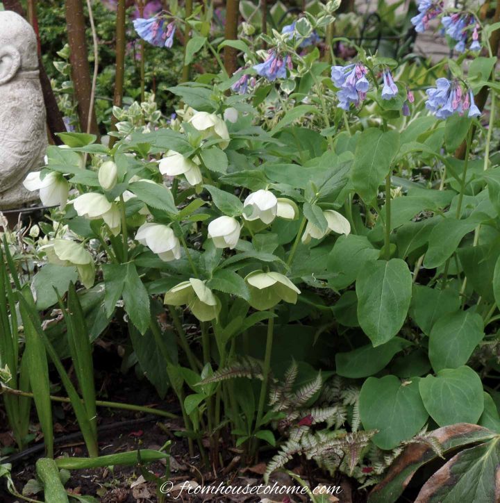 Hellebores growing with Virginia bluebells and ferns in the garden