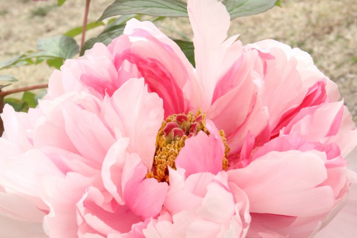 Pink and red Peony suffruticosa bloom