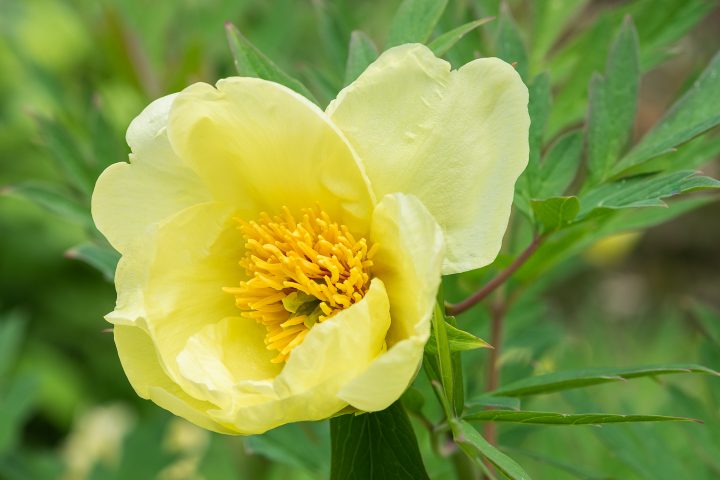 Yellow peony lutea bloom ©progarten - stock.adobe.com