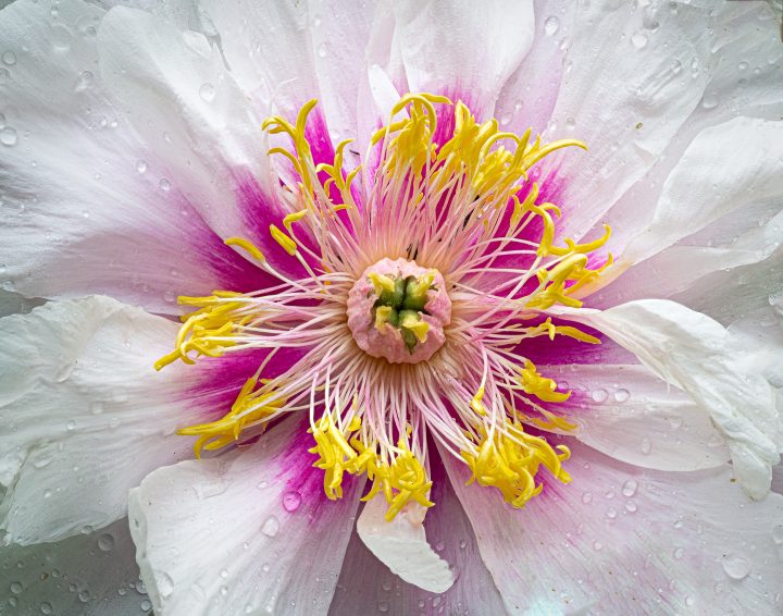 Itoh peony 'Cora Louise' flower with white petals and pink and yellow center ©Gerry - stock.adobe.com