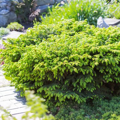 Bird's Nest Spruce - an evergreen shrub for full sun