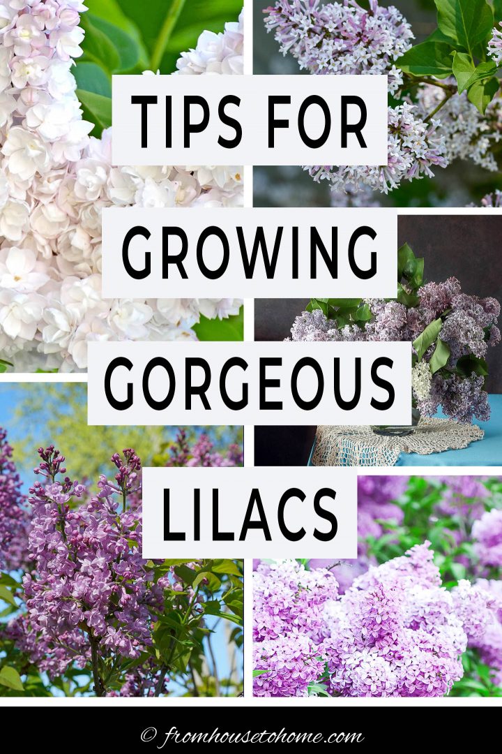 tips for growing gorgeous lilacs