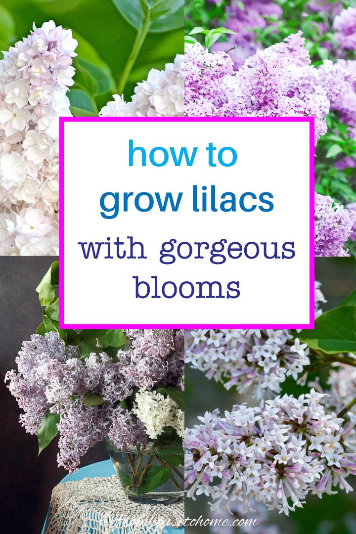 how to grow lilacs with gorgeous blooms